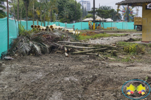 Concejales solicitan explicación sobre tala de árboles en obras del Malecón Bahía de la Cruz