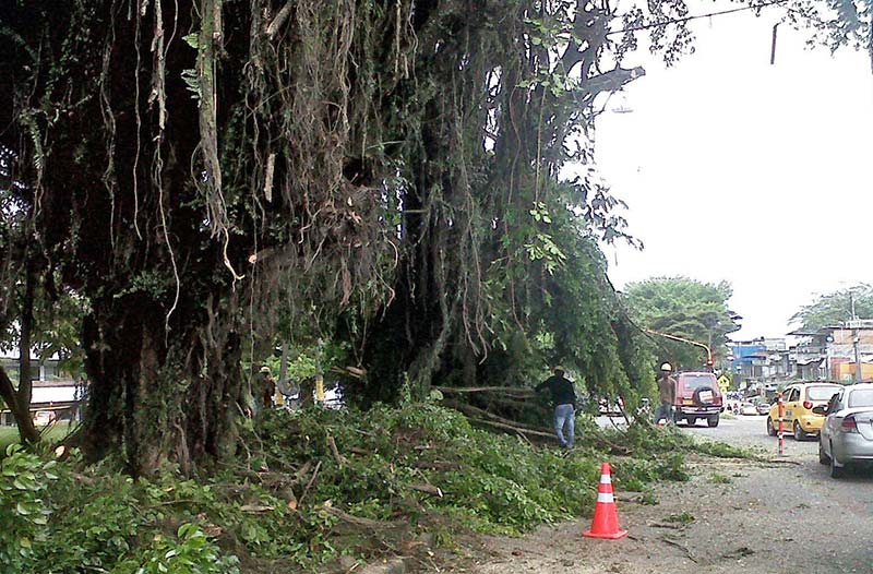 Avanzan los trabajos de poda y tala de árboles en el separador vial de la Autopista Simón Bolívar 
