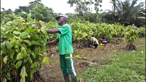 4.000 semillas de cacao fueron entregadas a agricultores de Sabaletas en Buenaventura 