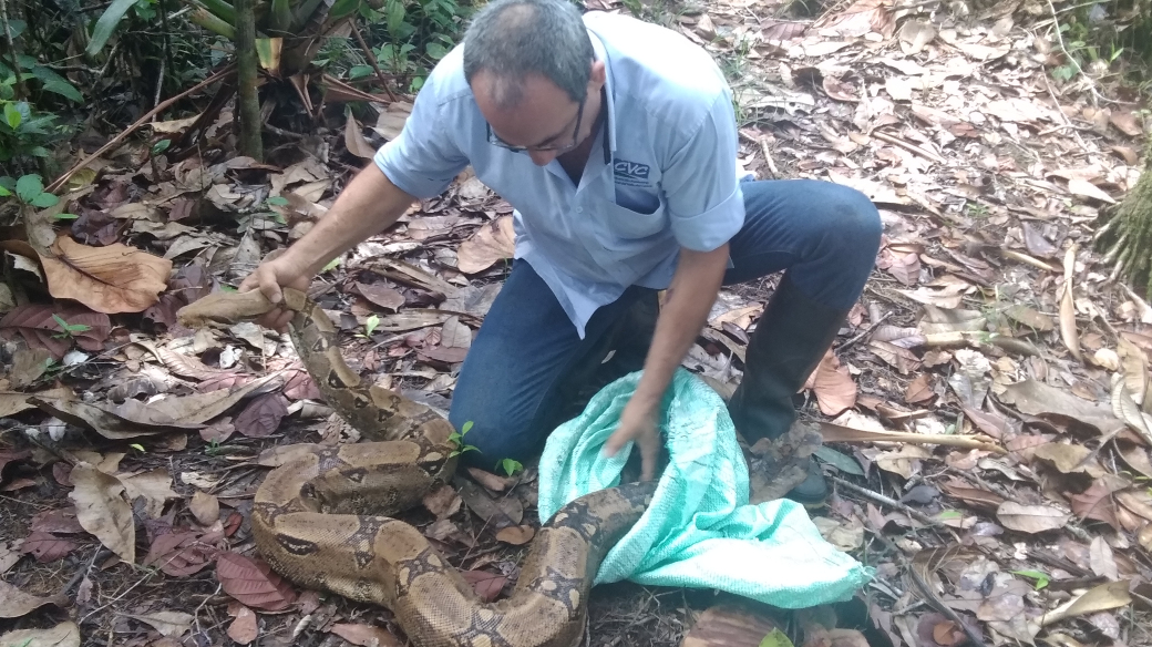 CVC liberó en zona boscosa de Buenaventura 51 animales que estaban en cautiverio