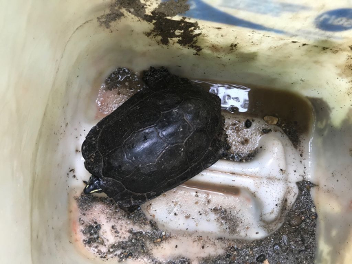 La Armada Nacional rescató una tortuga y un oso perezoso que se encontraban en peligro en el pacífico colombiano