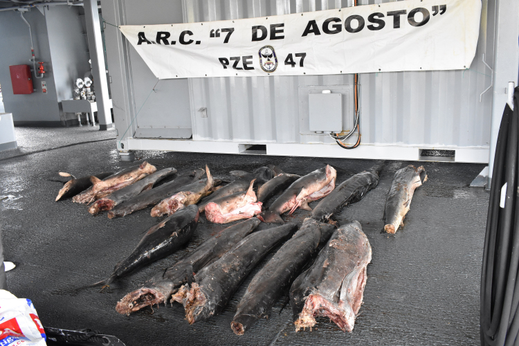Frenan pesca ilegal y depredadora en el pacifico sur colombiano