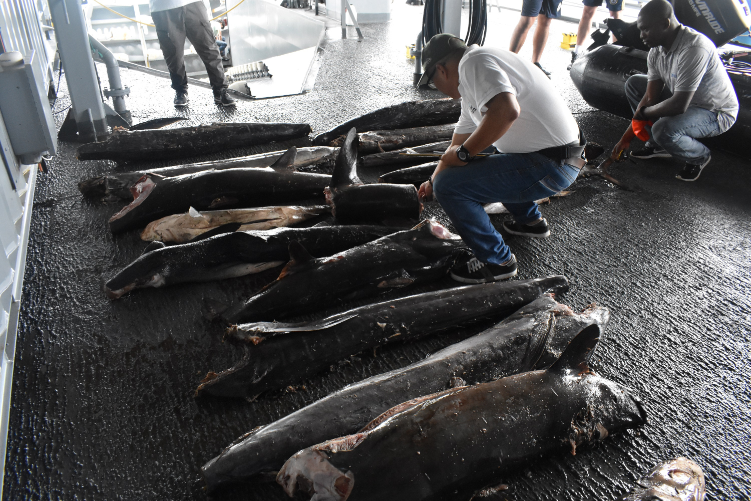 Frenan pesca ilegal y depredadora en el pacifico sur colombiano