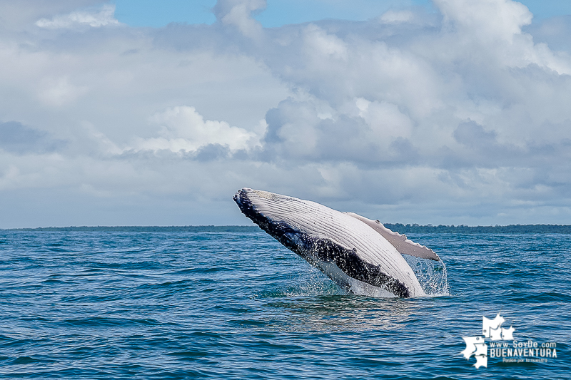 La temporada de ballenas en Buenaventura catapulta la llegada de turistas en el segundo semestre para el Valle del Cauca