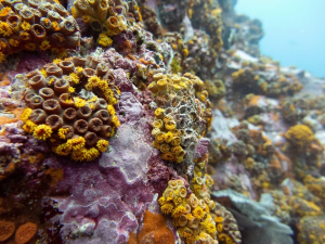 El Parque Nacional Natural Gorgona y el Santuario de Fauna y Flora Malpelo reabrieron sus puertas al ecoturismo 
