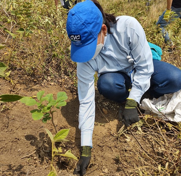 En el Valle del Cauca se sembrarán 13 mil árboles en su día mundial