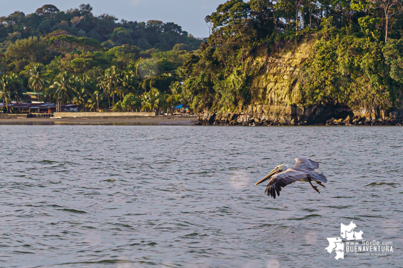 Funcionarios de la CVC ya están preparados para el monitoreo de aves