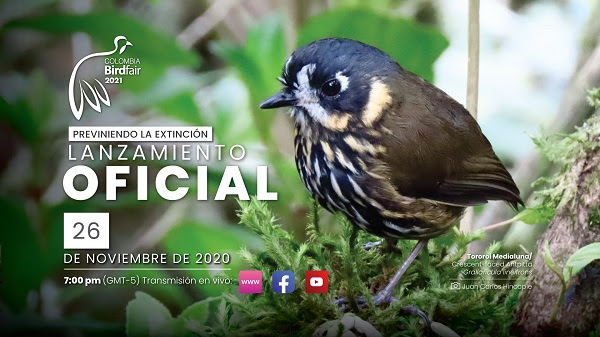Se lanza Colombia BIRDFAIR 2021 con programación virtual