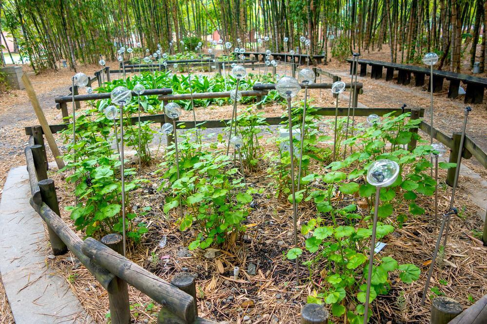 Emprendimientos de bioeconomía, biotecnología y tecnologías convergentes recibirán apoyo económico