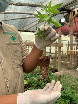 El Valle del Cauca es el primer departamento con una cadena productiva de Cannabis Medicinal e Industrial