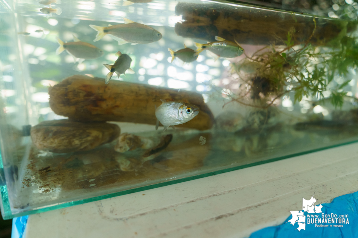 Se realiza con éxito la exhibición de peces en el corregimiento de Triana en Buenaventura 
