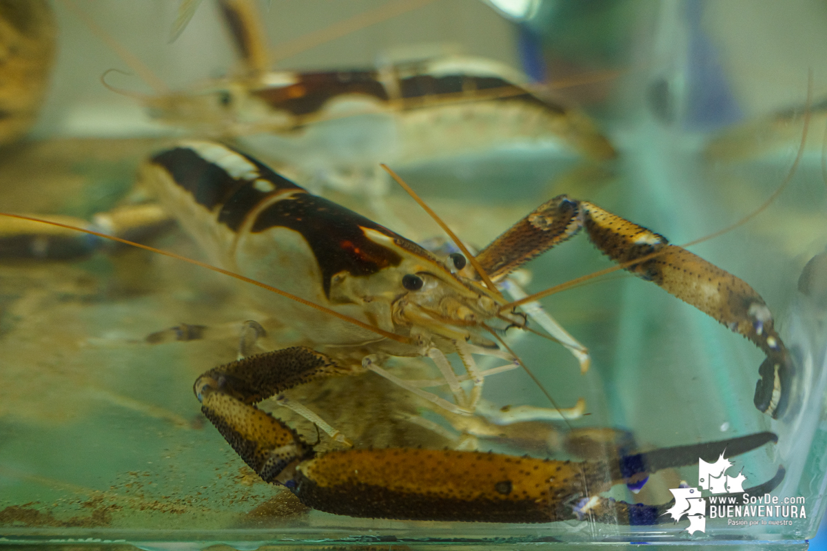 Se realiza con éxito la exhibición de peces en el corregimiento de Triana en Buenaventura 