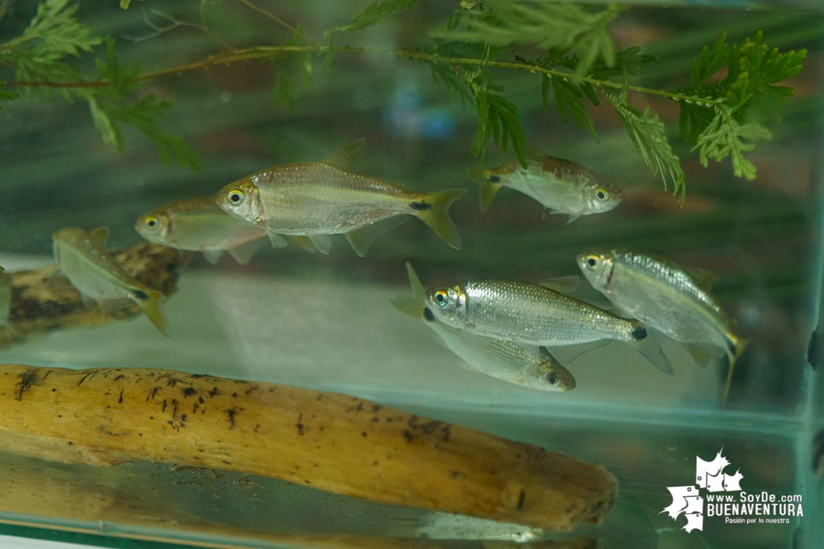 Se realiza con éxito la exhibición de peces en el corregimiento de Triana en Buenaventura 