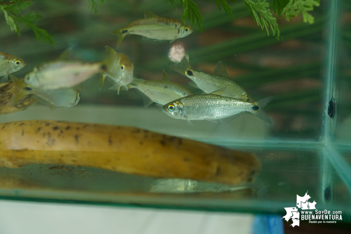 Se realiza con éxito la exhibición de peces en el corregimiento de Triana en Buenaventura 