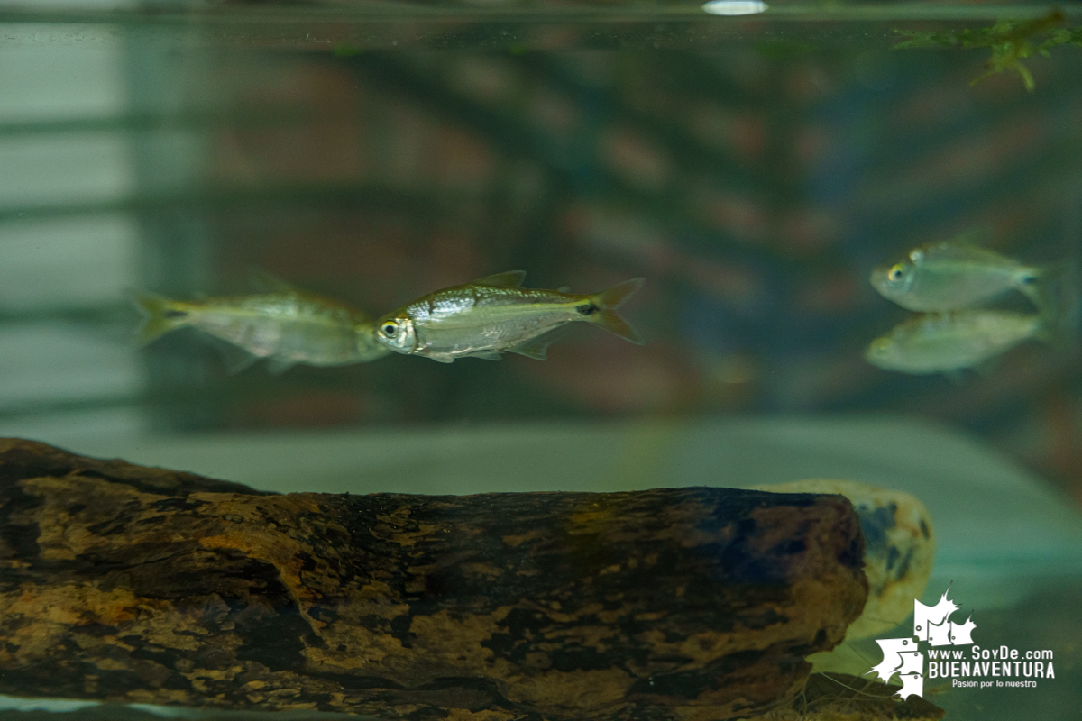 Se realiza con éxito la exhibición de peces en el corregimiento de Triana en Buenaventura 