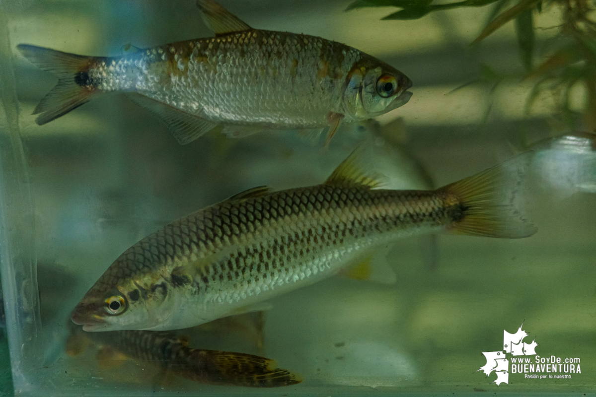 Se realiza con éxito la exhibición de peces en el corregimiento de Triana en Buenaventura 