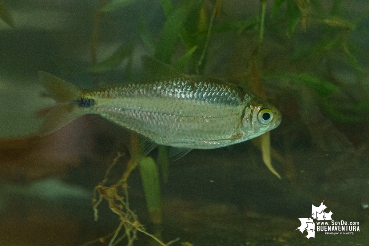 Se realiza con éxito la exhibición de peces en el corregimiento de Triana en Buenaventura 