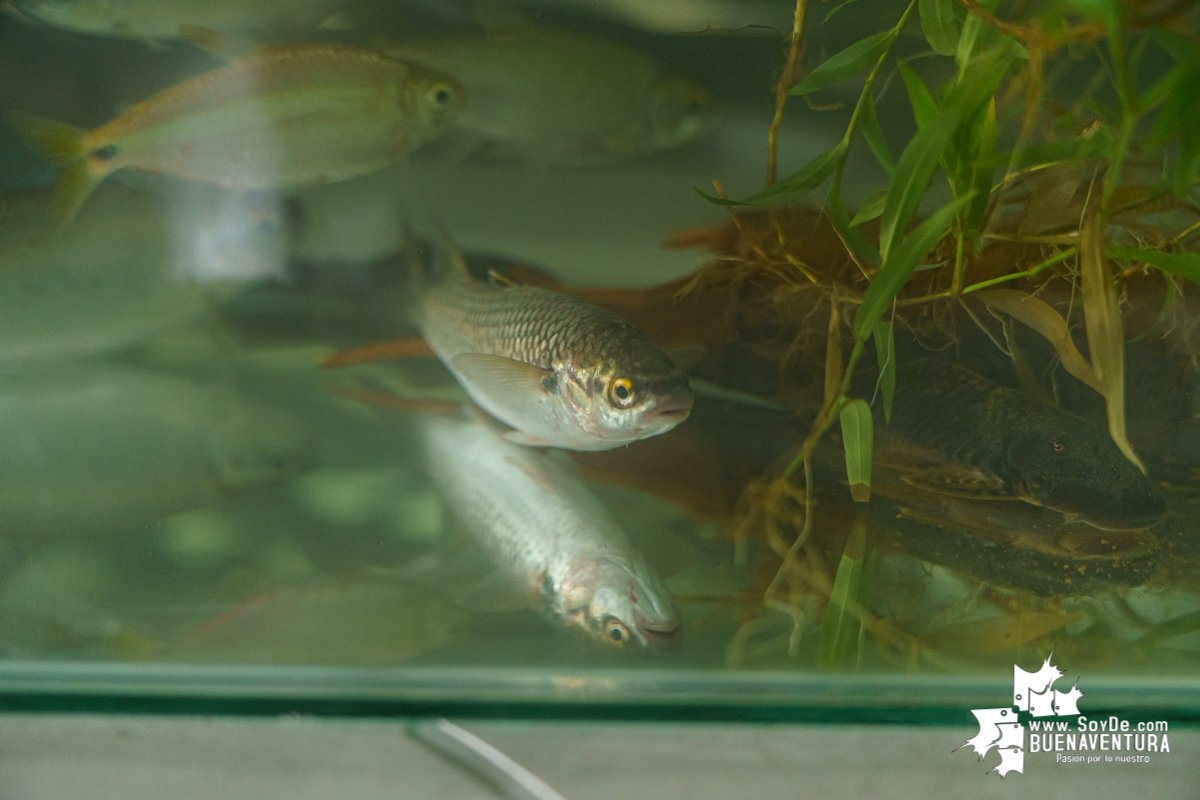 Se realiza con éxito la exhibición de peces en el corregimiento de Triana en Buenaventura 