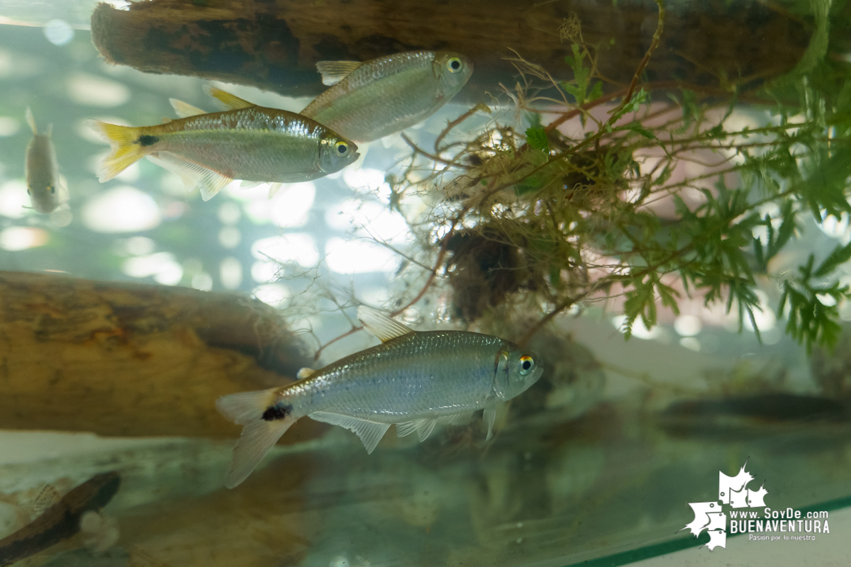Se realiza con éxito la exhibición de peces en el corregimiento de Triana en Buenaventura 