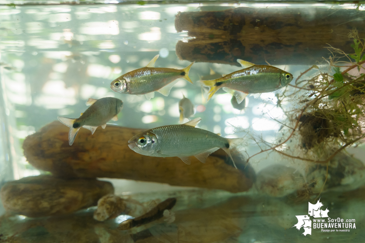 Se realiza con éxito la exhibición de peces en el corregimiento de Triana en Buenaventura 