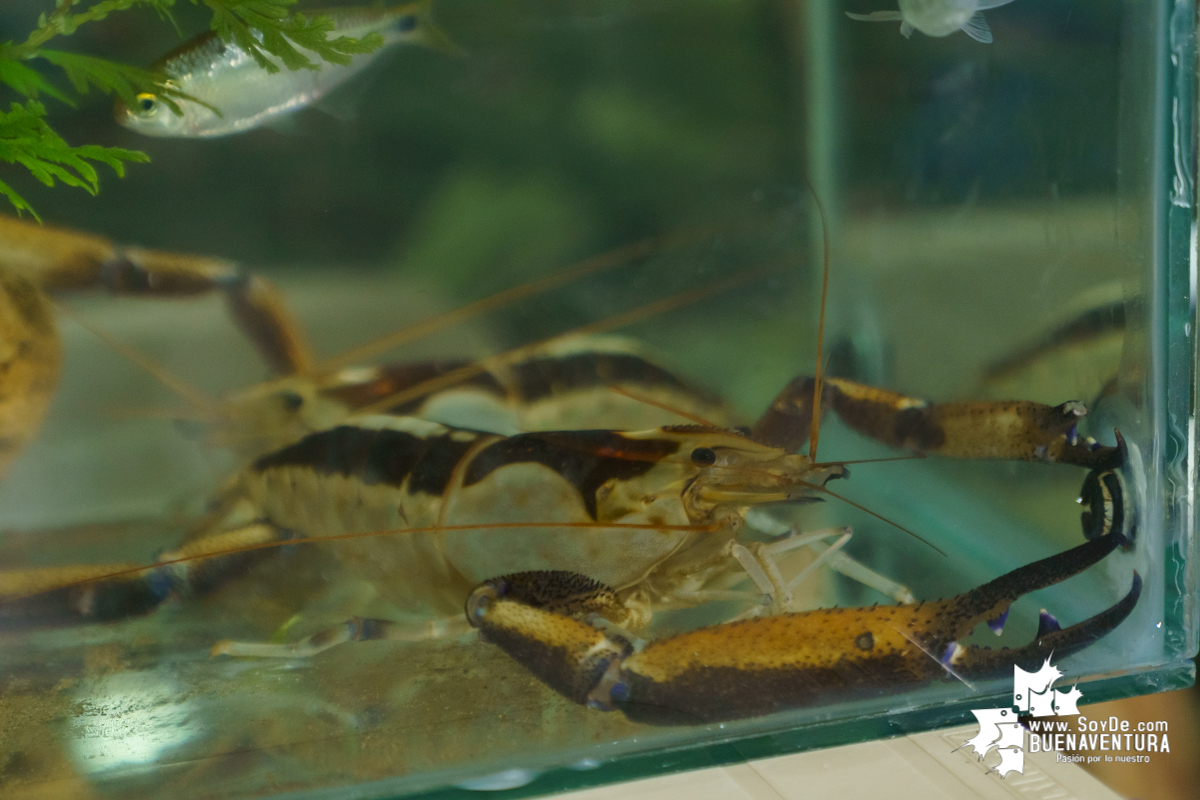 Se realiza con éxito la exhibición de peces en el corregimiento de Triana en Buenaventura 