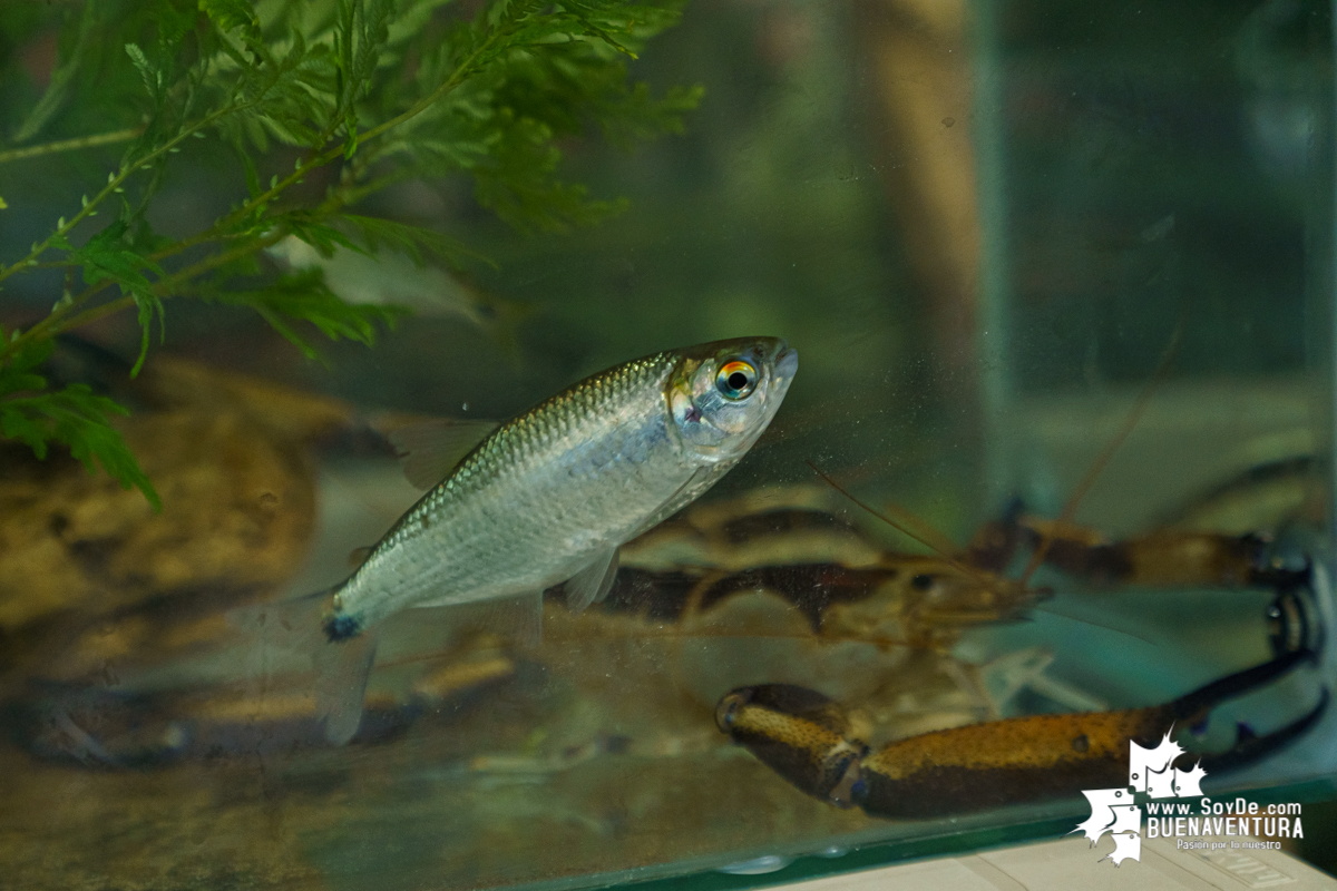 Se realiza con éxito la exhibición de peces en el corregimiento de Triana en Buenaventura 