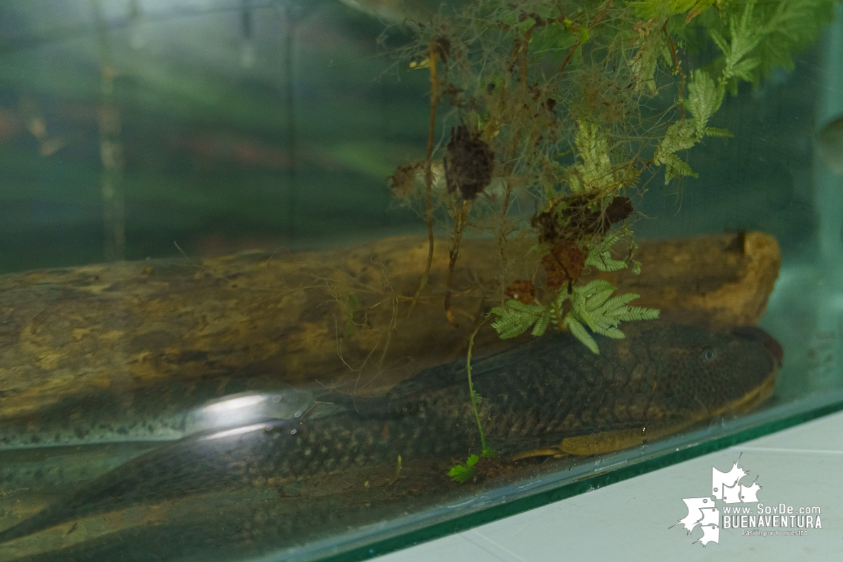 Se realiza con éxito la exhibición de peces en el corregimiento de Triana en Buenaventura 