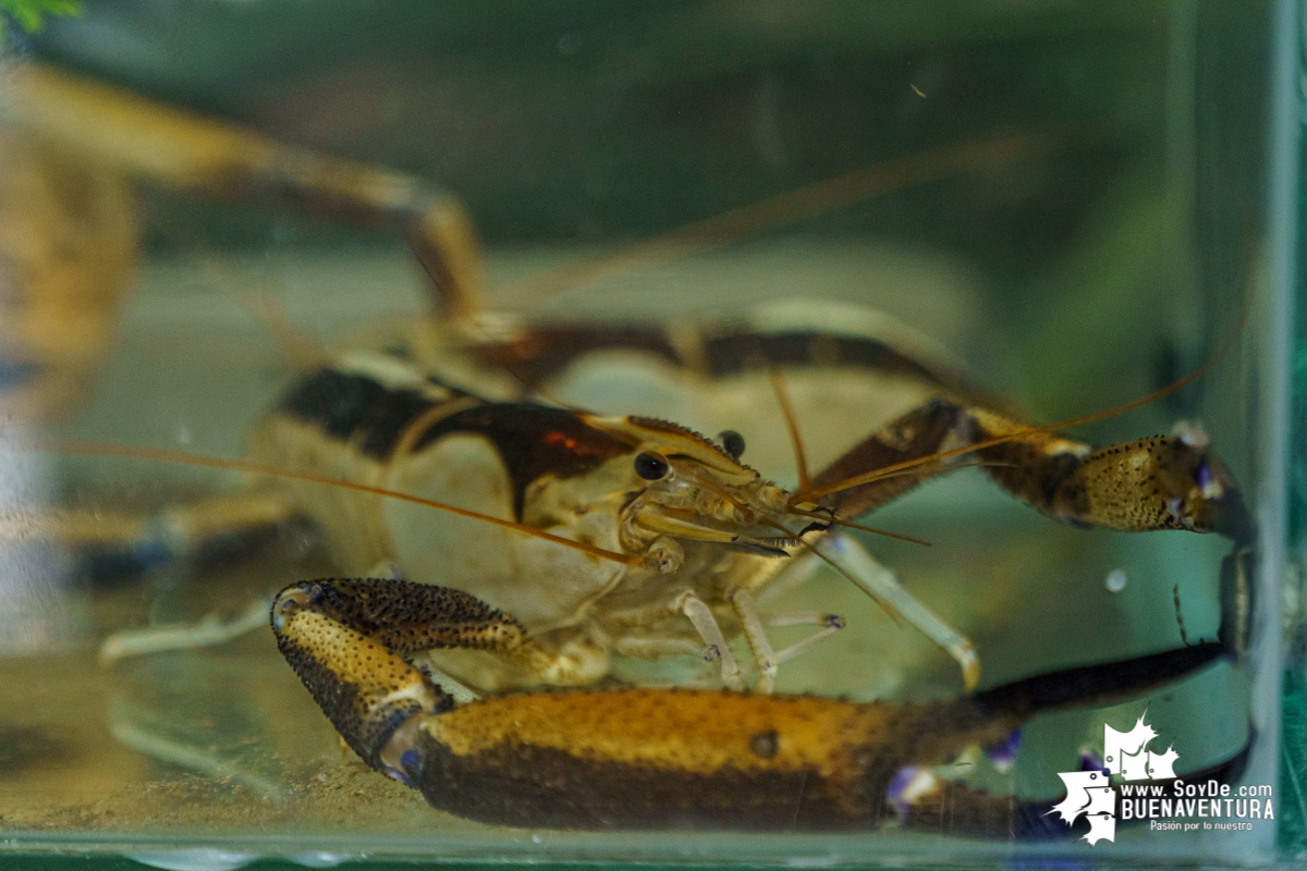 Se realiza con éxito la exhibición de peces en el corregimiento de Triana en Buenaventura 
