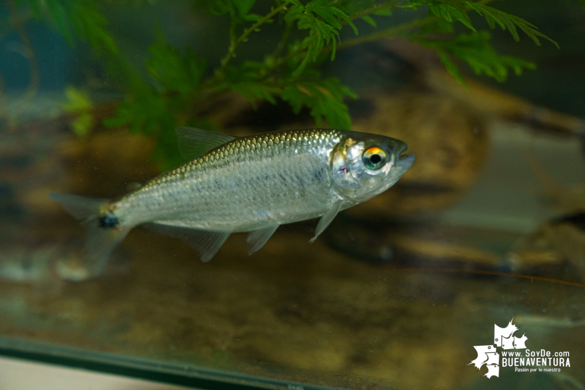 Se realiza con éxito la exhibición de peces en el corregimiento de Triana en Buenaventura 