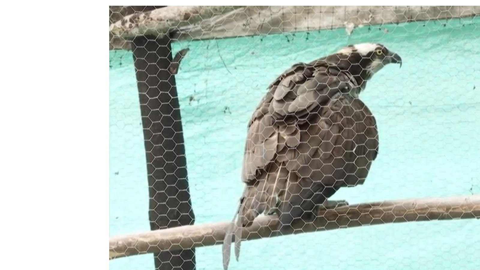 Tratan de salvar águila herida con perdigones en Buga