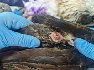 Tratan de salvar águila herida con perdigones en Buga