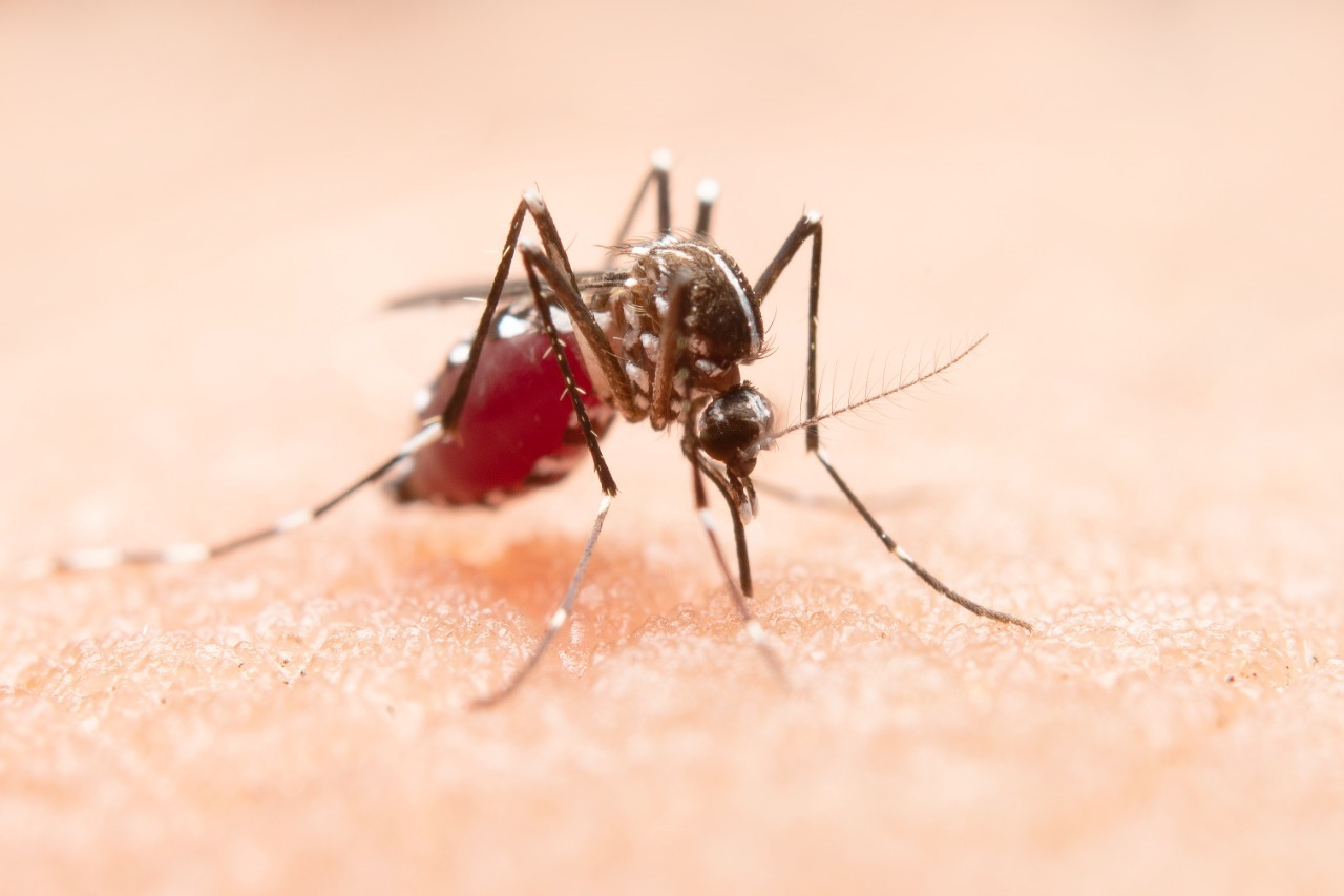 Las autoridades de Salud del Valle del Cauca reportan primera muerte por dengue en 2022