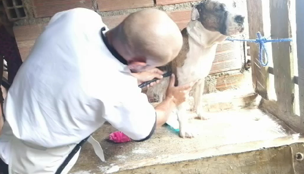 Caninos y felinos fueron esterilizados en el corregimiento de Cisneros, Buenaventura