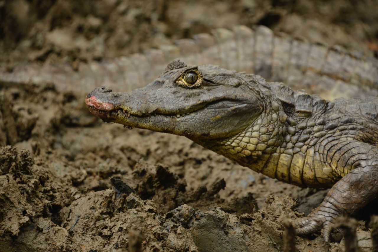 29 individuos de fauna silvestre fueron liberados en Buenaventura