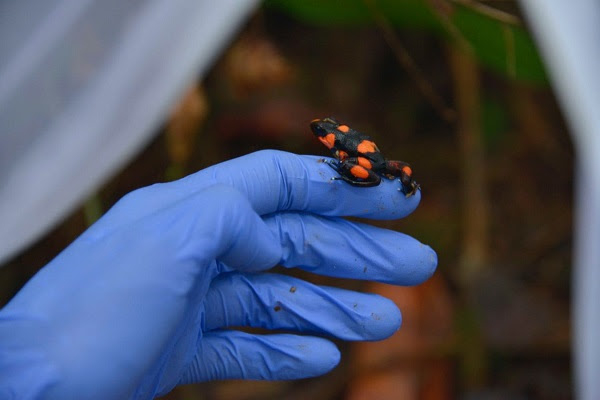 Gracias a la alianza de varias entidades se logró reproducir ranas en peligro de extinción, ya se liberaron 29
