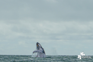 Desde el 15 de julio se dio la apertura de la temporada de avistamiento de ballenas 2022 en Juanchaco, Buenaventura