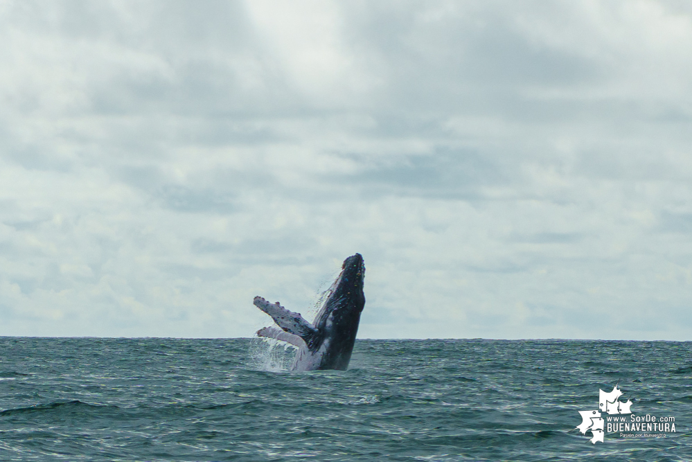Desde el 15 de julio se dio la apertura de la temporada de avistamiento de ballenas 2022 en Juanchaco, Buenaventura