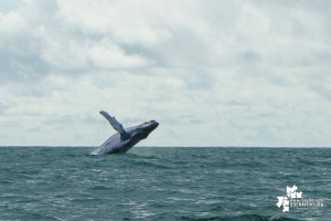 Desde el 15 de julio se dio la apertura de la temporada de avistamiento de ballenas 2022 en Juanchaco, Buenaventura