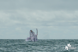 Desde el 15 de julio se dio la apertura de la temporada de avistamiento de ballenas 2022 en Juanchaco, Buenaventura