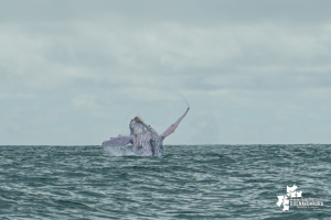 Desde el 15 de julio se dio la apertura de la temporada de avistamiento de ballenas 2022 en Juanchaco, Buenaventura