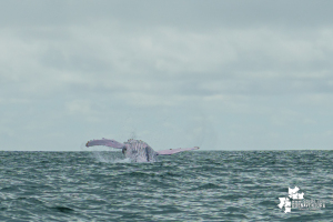 Desde el 15 de julio se dio la apertura de la temporada de avistamiento de ballenas 2022 en Juanchaco, Buenaventura