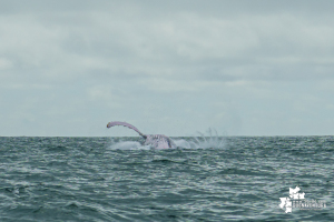 Desde el 15 de julio se dio la apertura de la temporada de avistamiento de ballenas 2022 en Juanchaco, Buenaventura