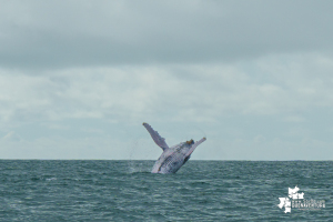 Desde el 15 de julio se dio la apertura de la temporada de avistamiento de ballenas 2022 en Juanchaco, Buenaventura