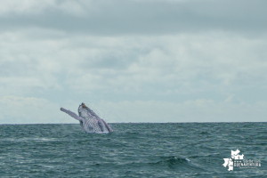 Desde el 15 de julio se dio la apertura de la temporada de avistamiento de ballenas 2022 en Juanchaco, Buenaventura