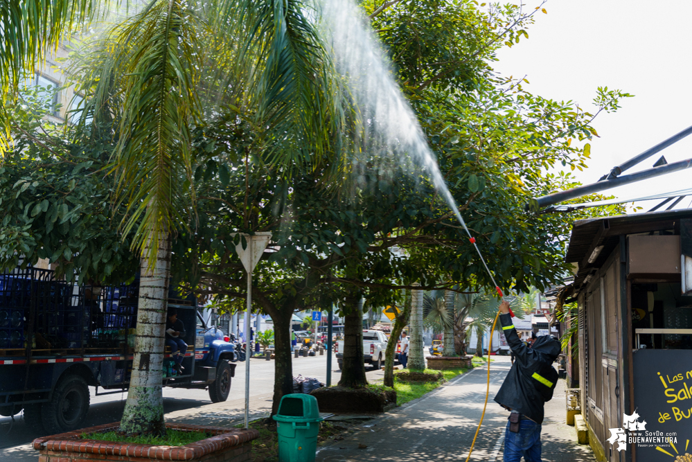 La Fundación Ideas Bahía de la Cruz dio inicio a la fumigación de las palmas y árboles en el Malecón de Buenaventura