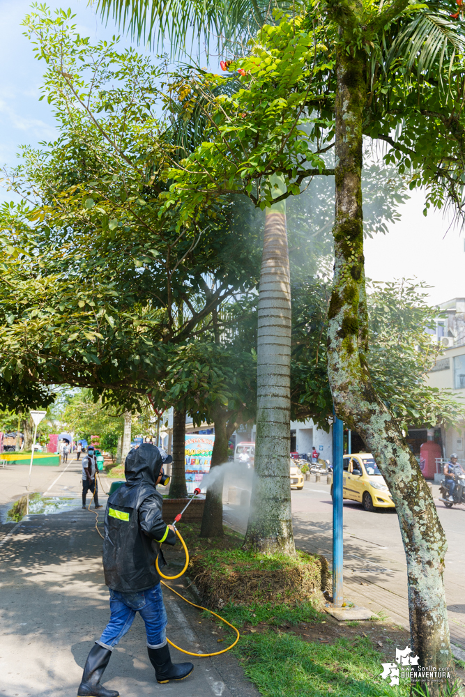 La Fundación Ideas Bahía de la Cruz dio inicio a la fumigación de las palmas y árboles en el Malecón de Buenaventura