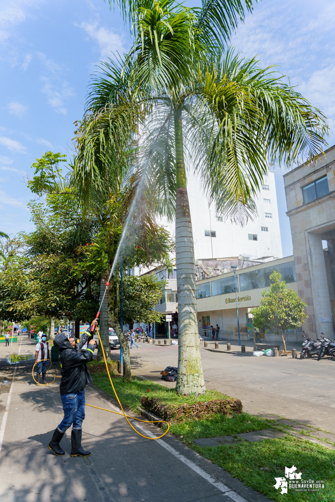 La Fundación Ideas Bahía de la Cruz dio inicio a la fumigación de las palmas y árboles en el Malecón de Buenaventura