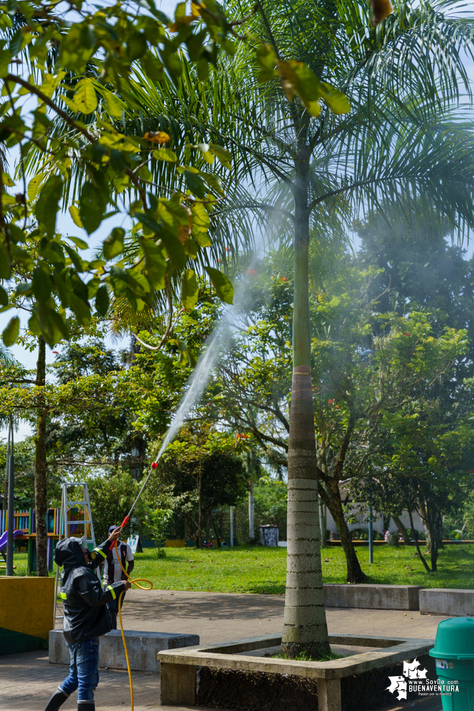 La Fundación Ideas Bahía de la Cruz dio inicio a la fumigación de las palmas y árboles en el Malecón de Buenaventura