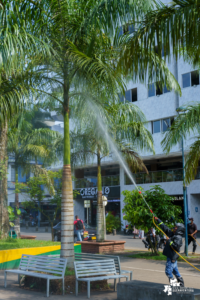 La Fundación Ideas Bahía de la Cruz dio inicio a la fumigación de las palmas y árboles en el Malecón de Buenaventura