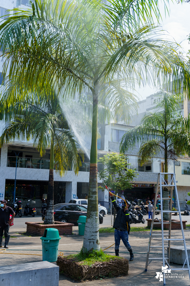 La Fundación Ideas Bahía de la Cruz dio inicio a la fumigación de las palmas y árboles en el Malecón de Buenaventura